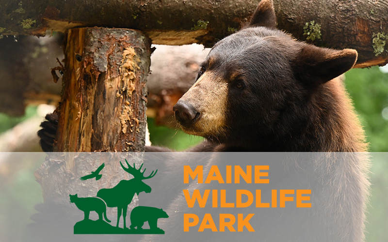 Maine Wildlife Park